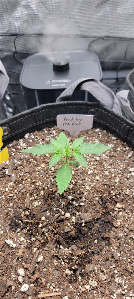 Featured Plant Image