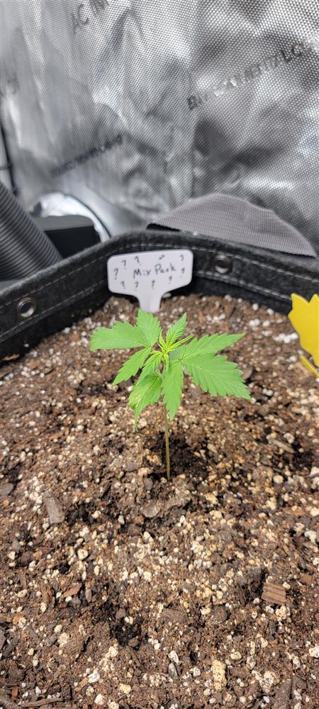 Featured Plant Image