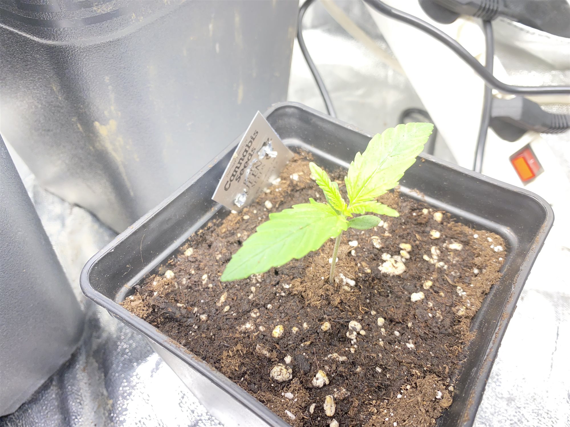 Pink Runtz plant photo