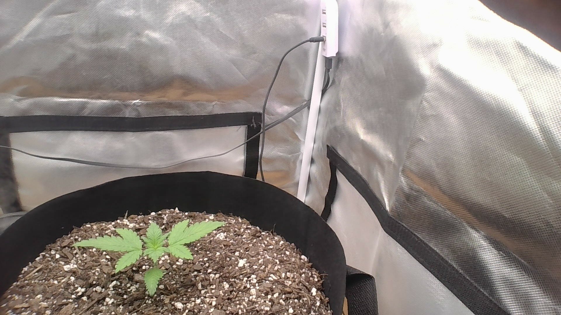 lemon cherry cookie plant photo