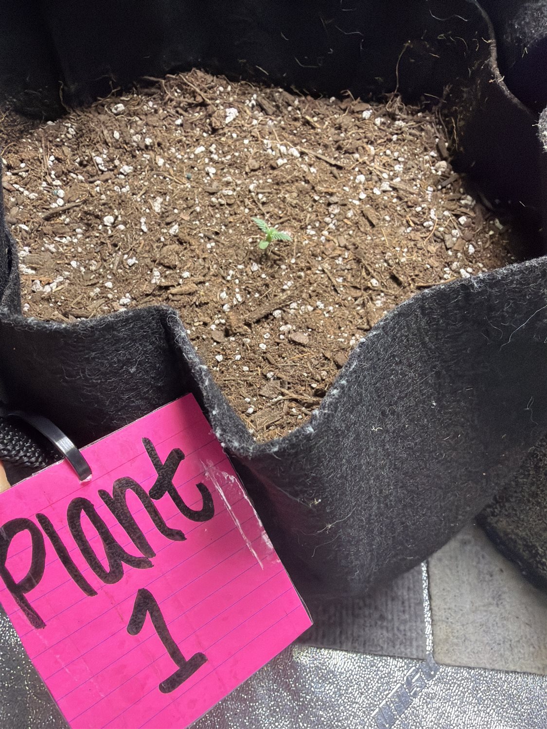 Mystery plant image