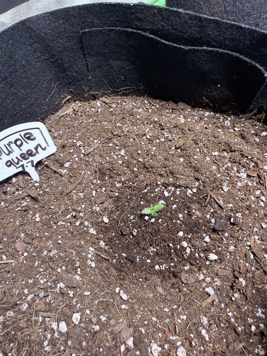Mystery plant image