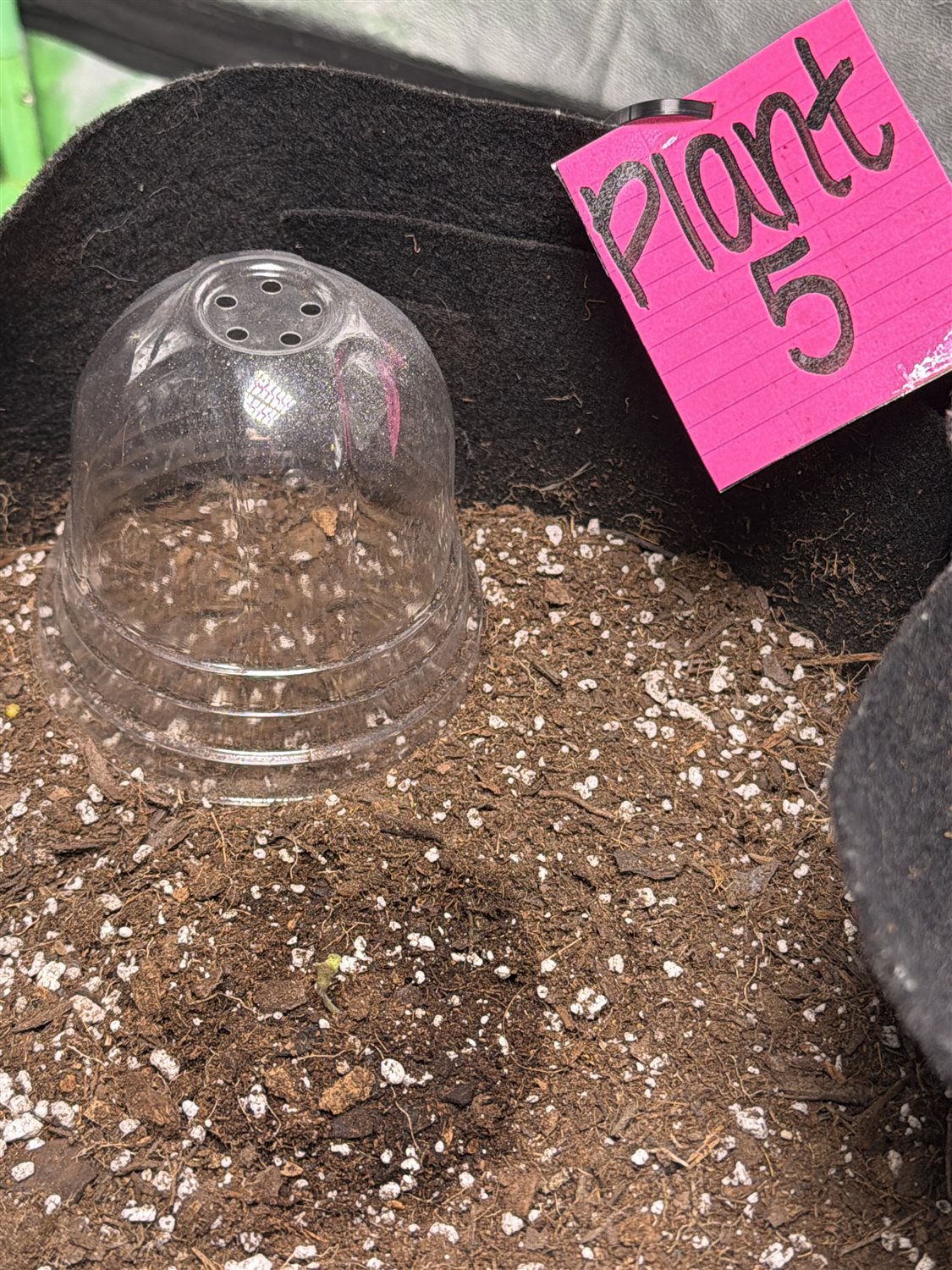 Mystery  plant image