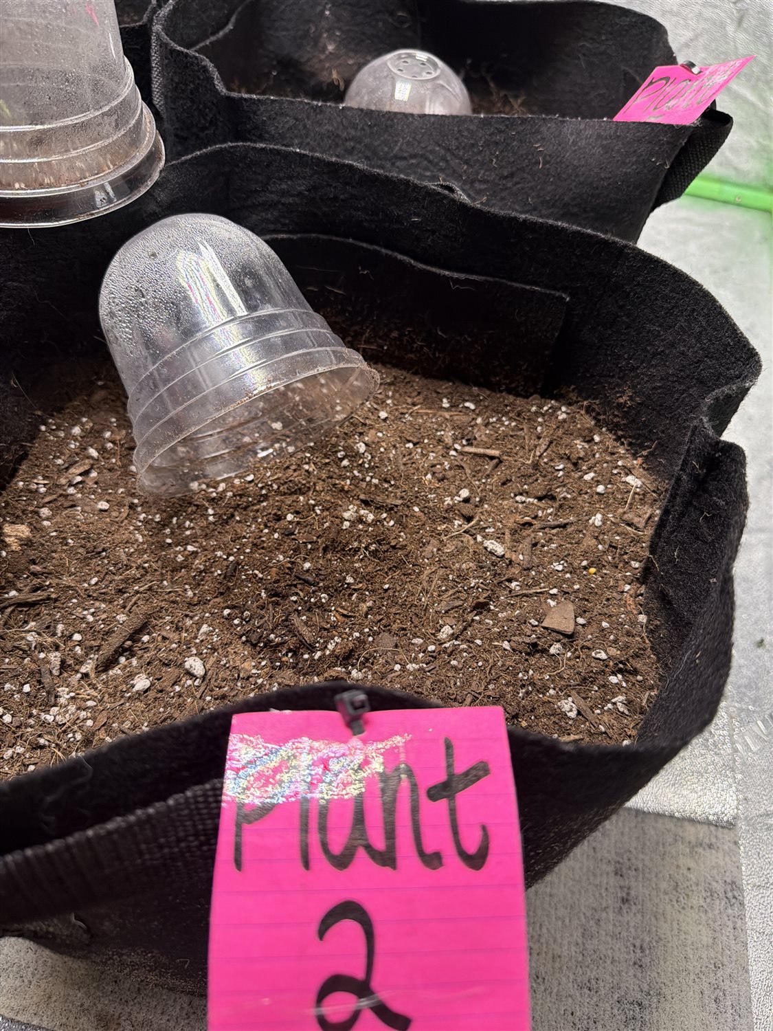 Mystery plant image