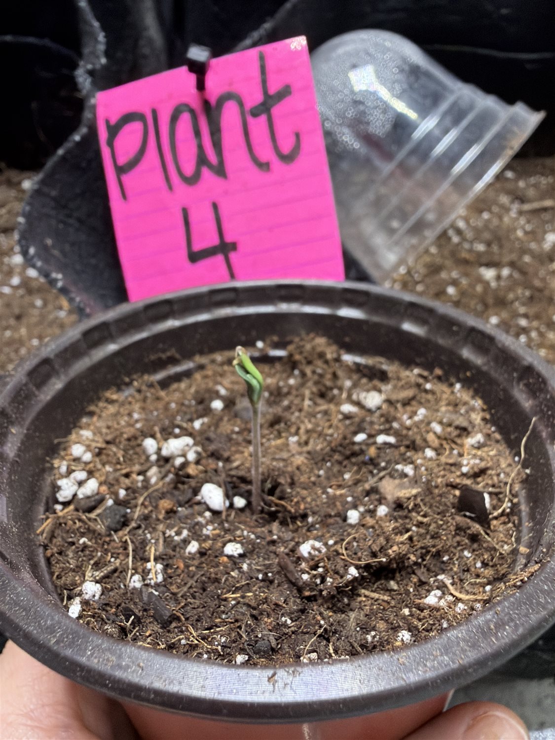 Mystery plant image