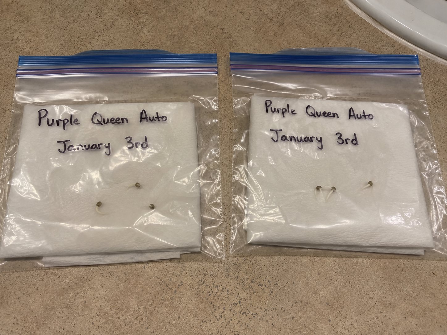 Purple Queen Auto  plant photo
