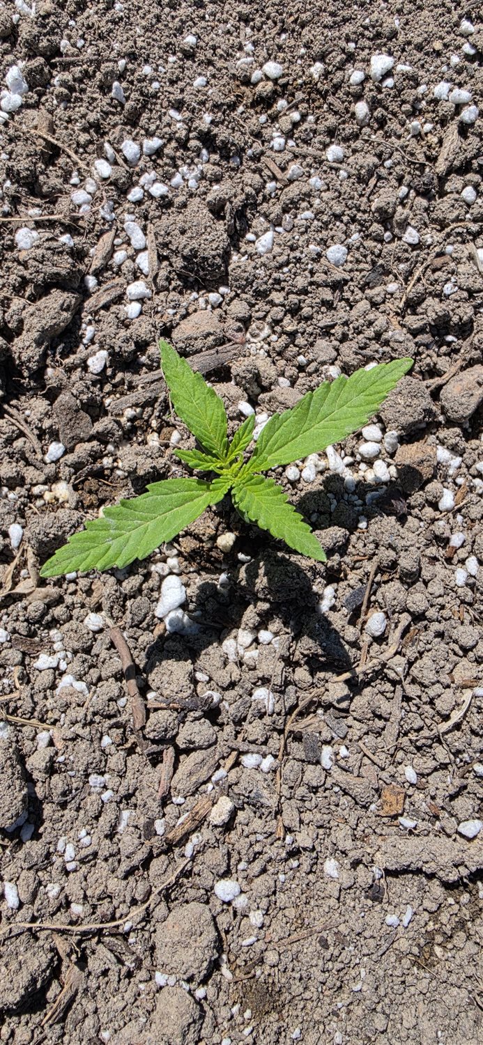 Sour Diesel plant photo