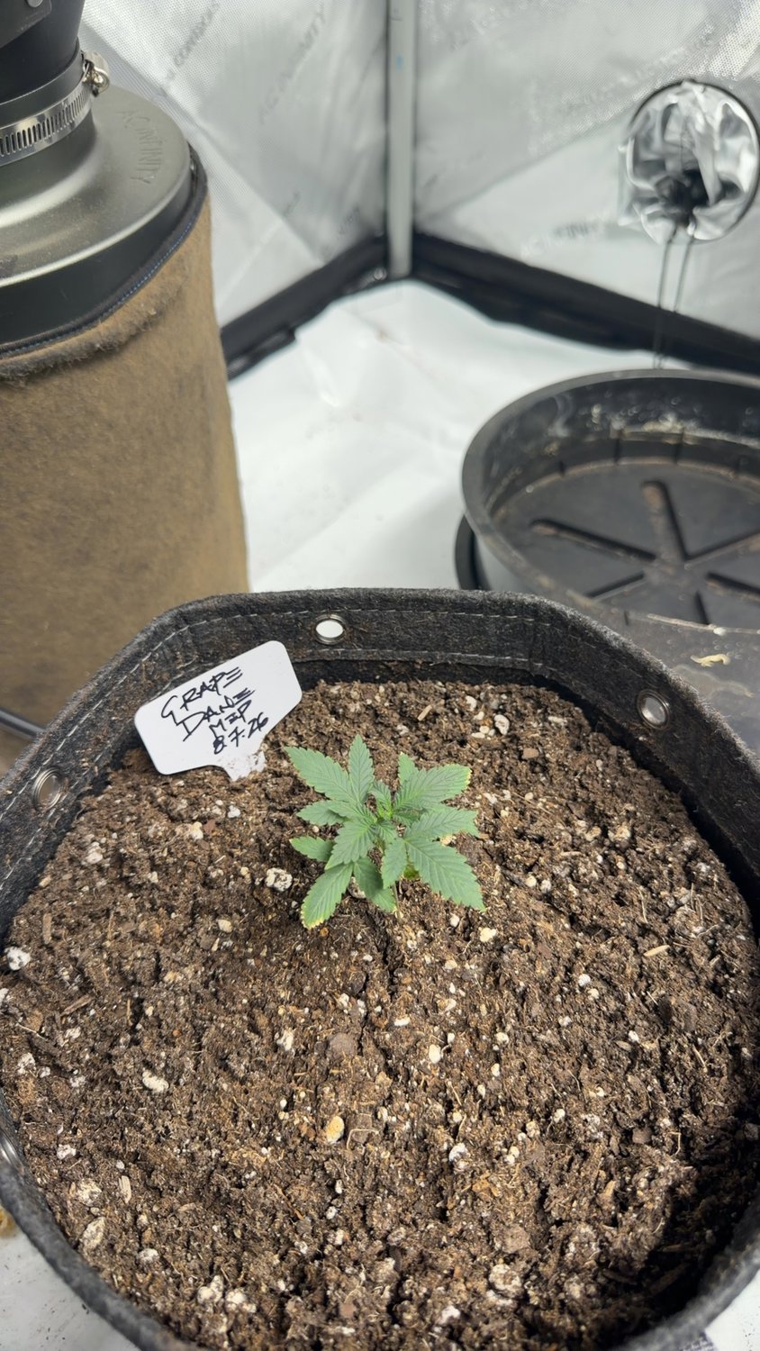 Grape Dane plant image