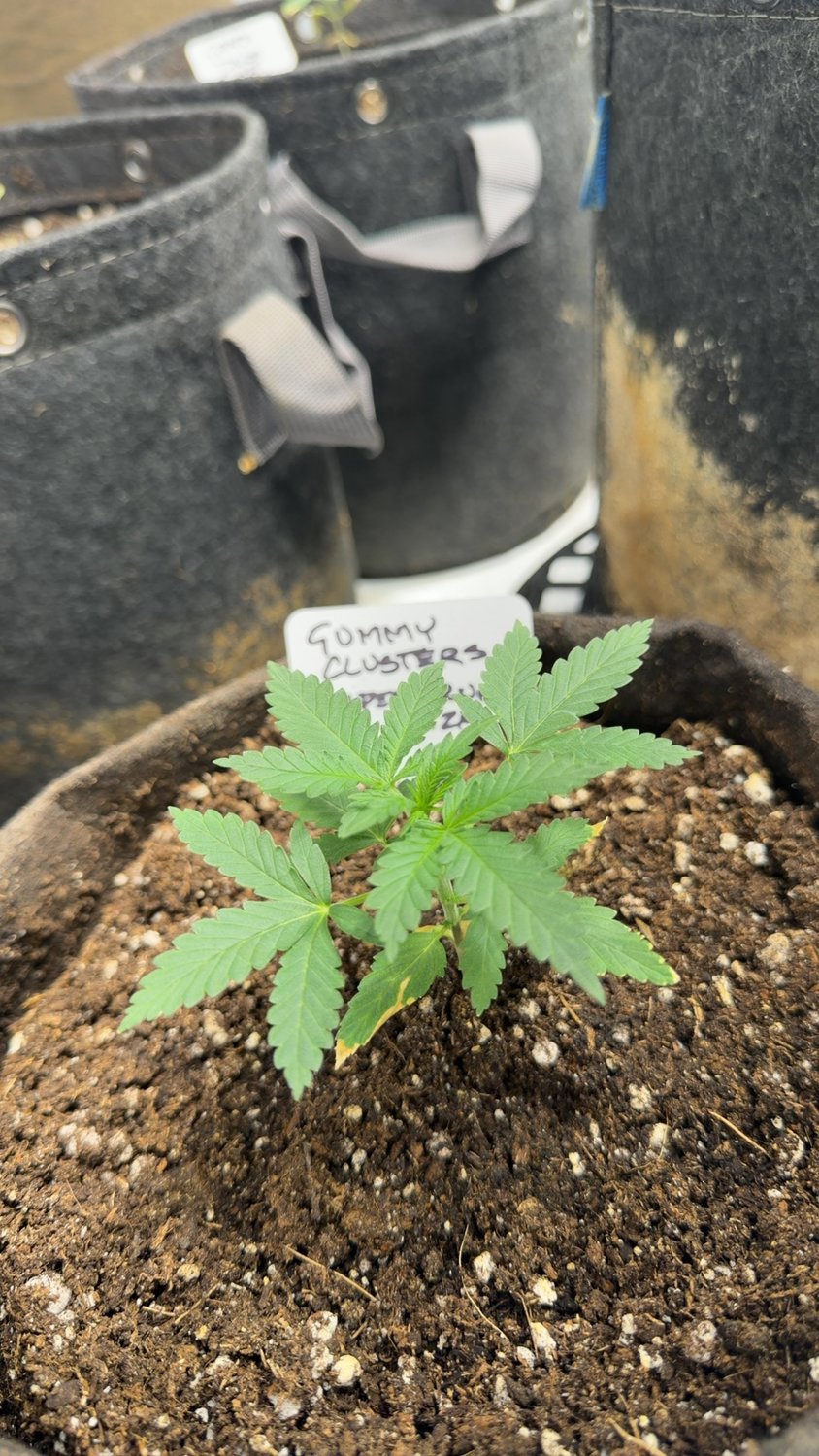 Gummy Clusters plant image