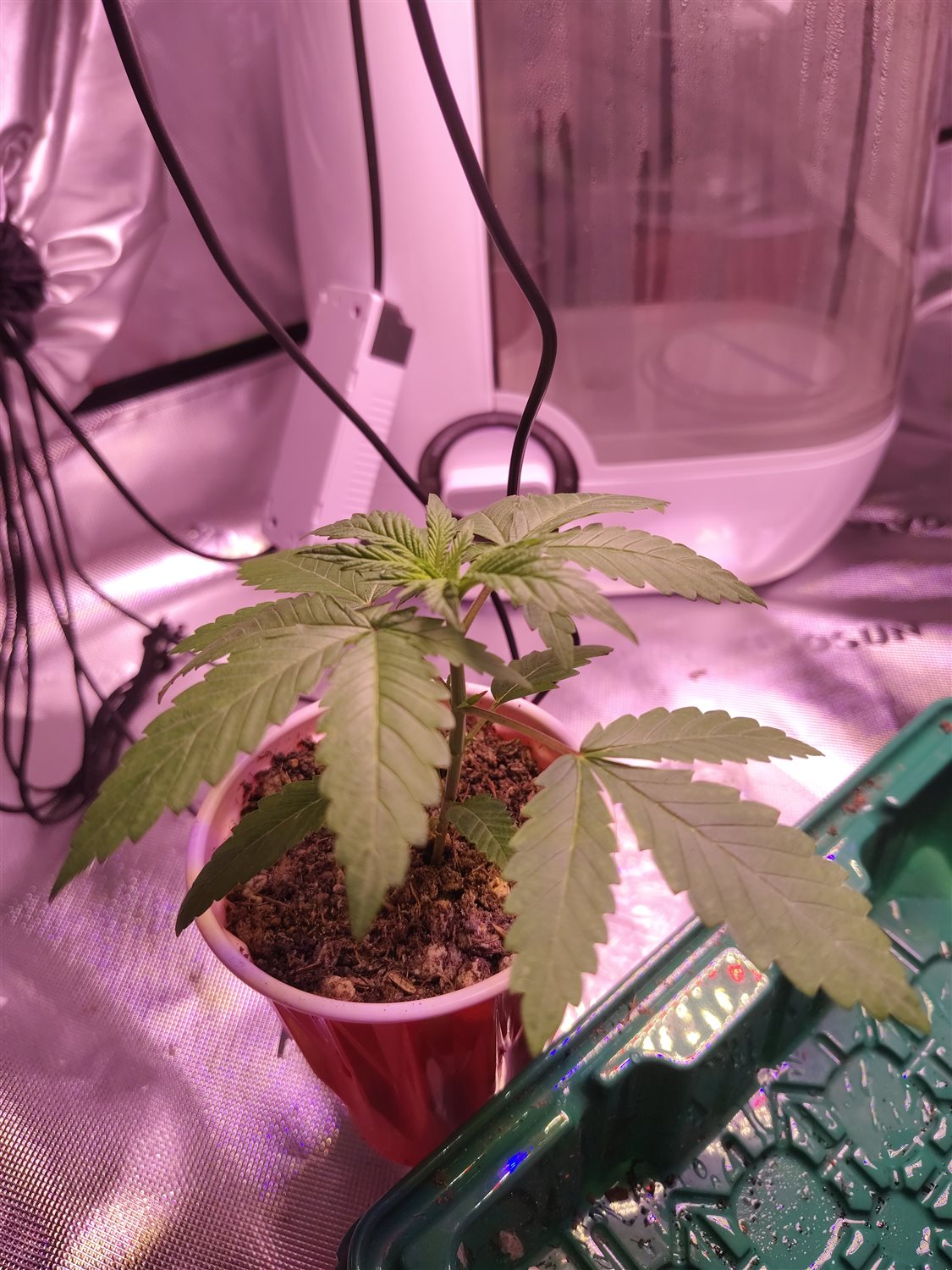 phils 1st plant photo