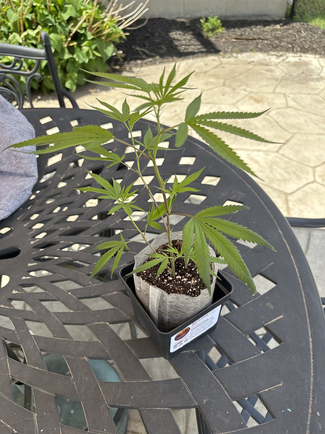 California Raisins plant image