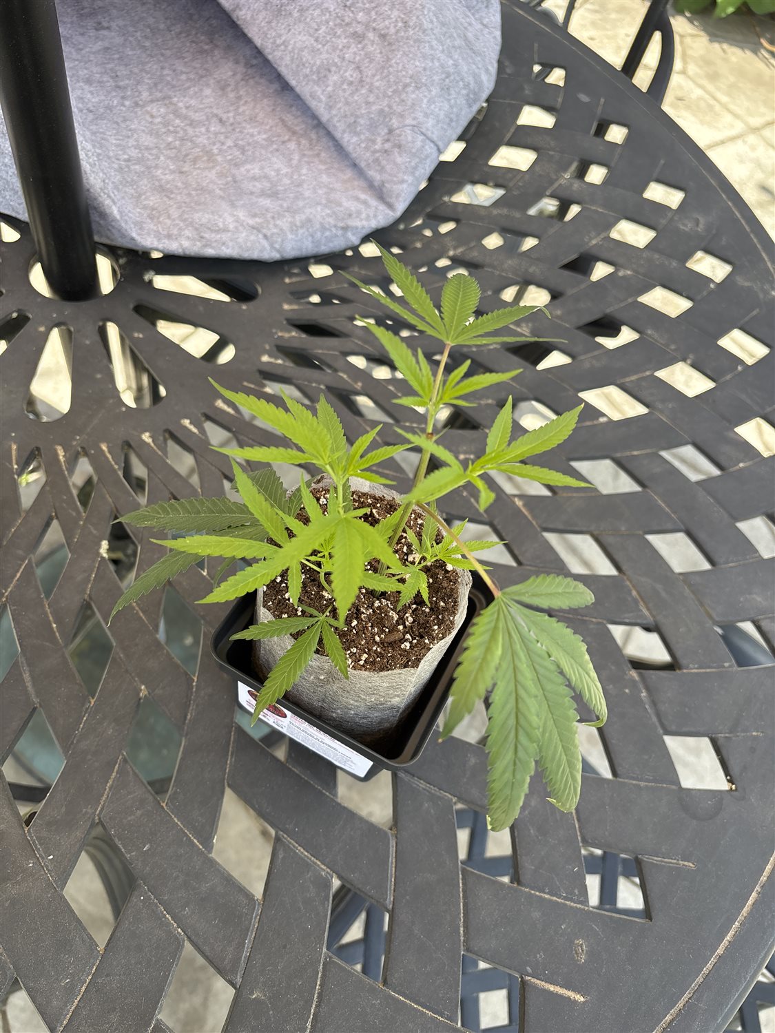 California Raisins plant photo
