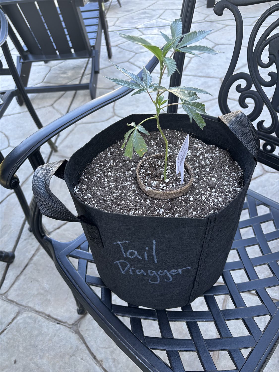 Tail Dragger plant image