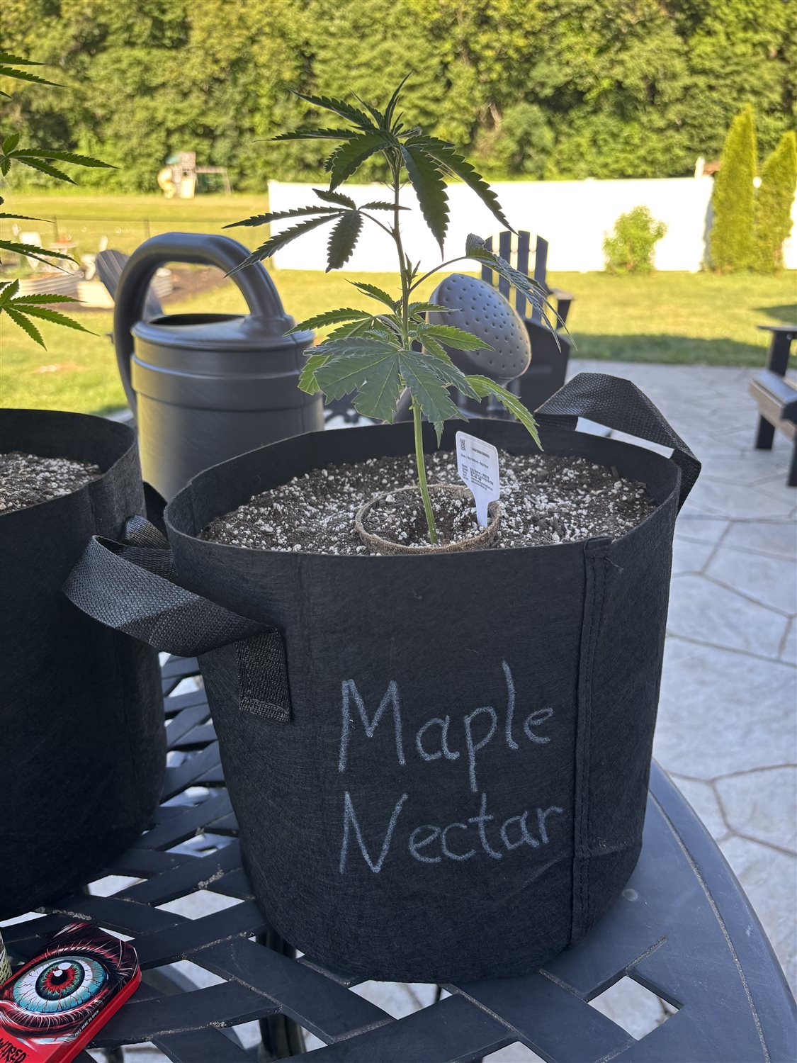 Maple Nectar plant image