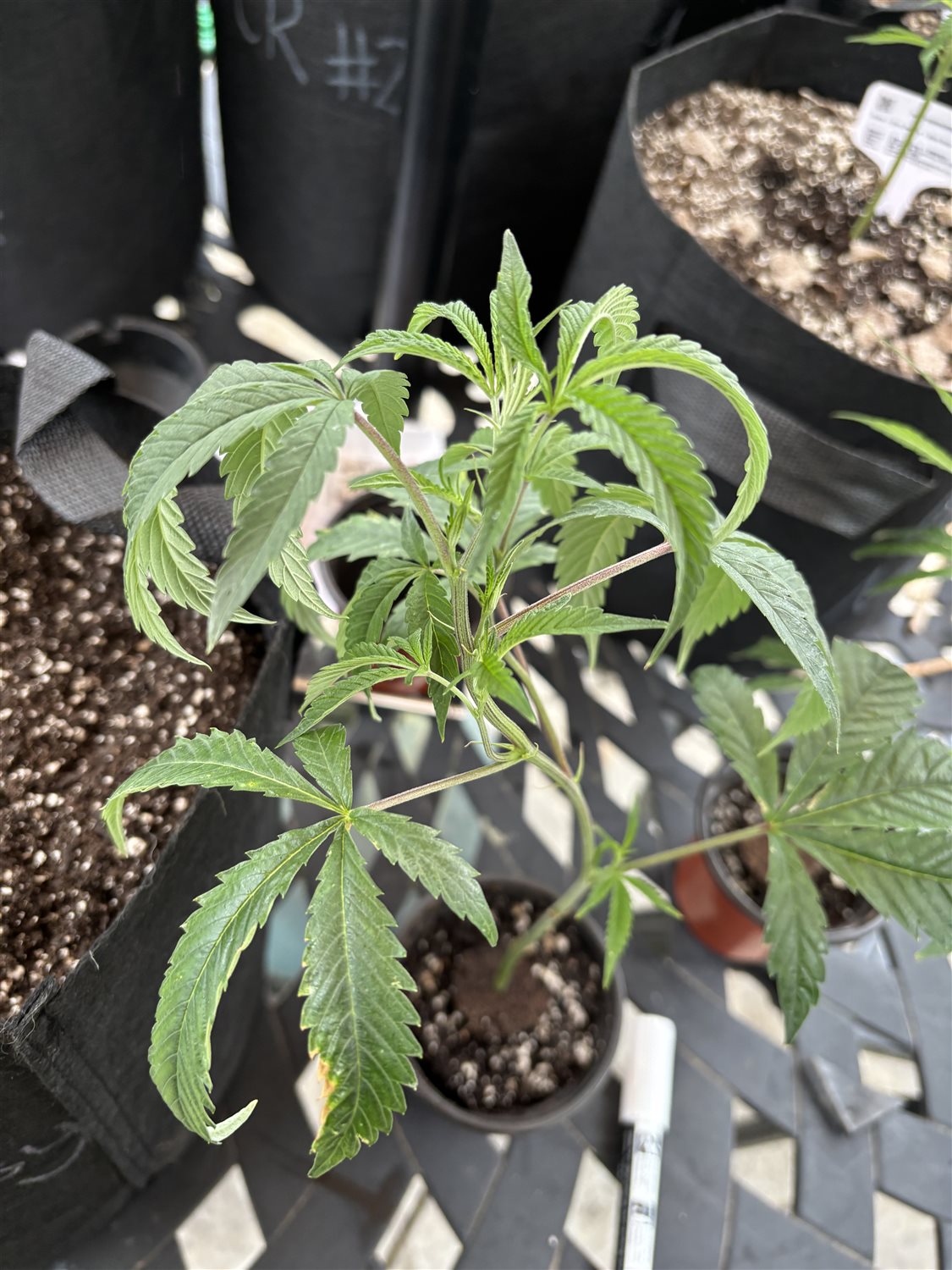 Jealousy plant image