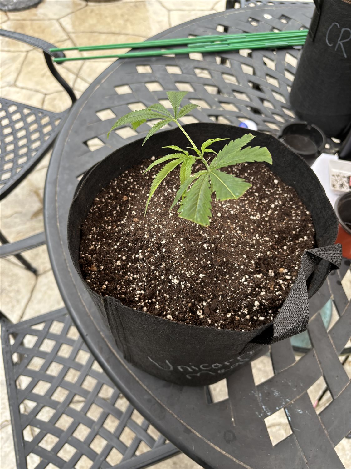 Unicorn Meat plant image
