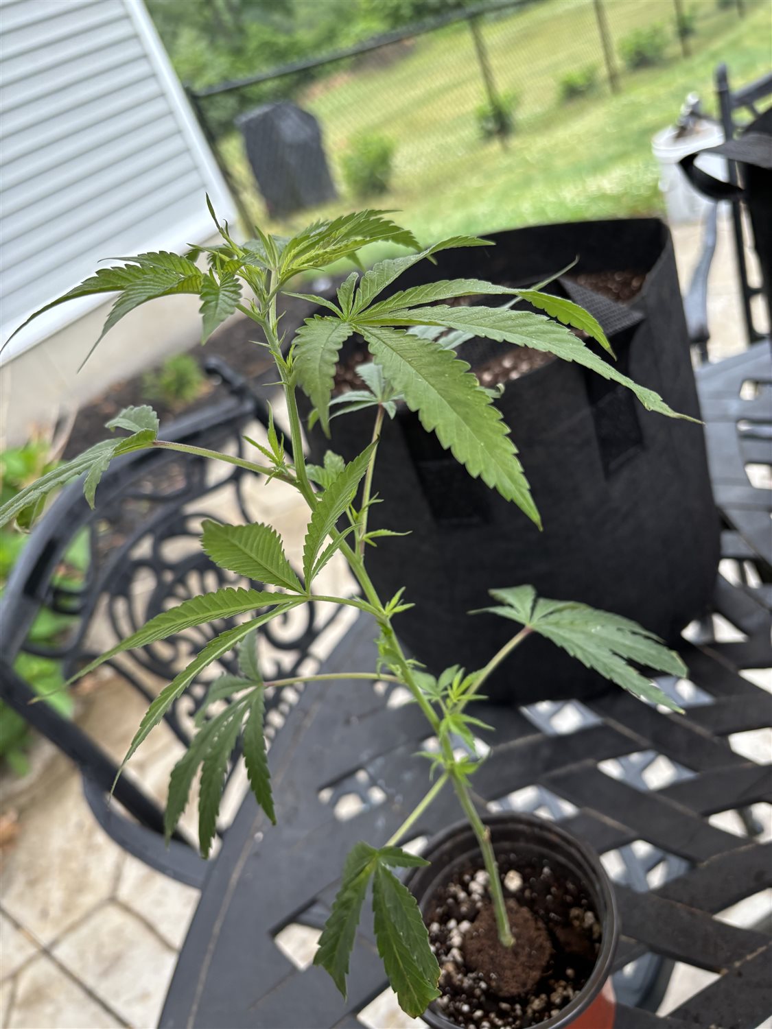 Super Boof plant image