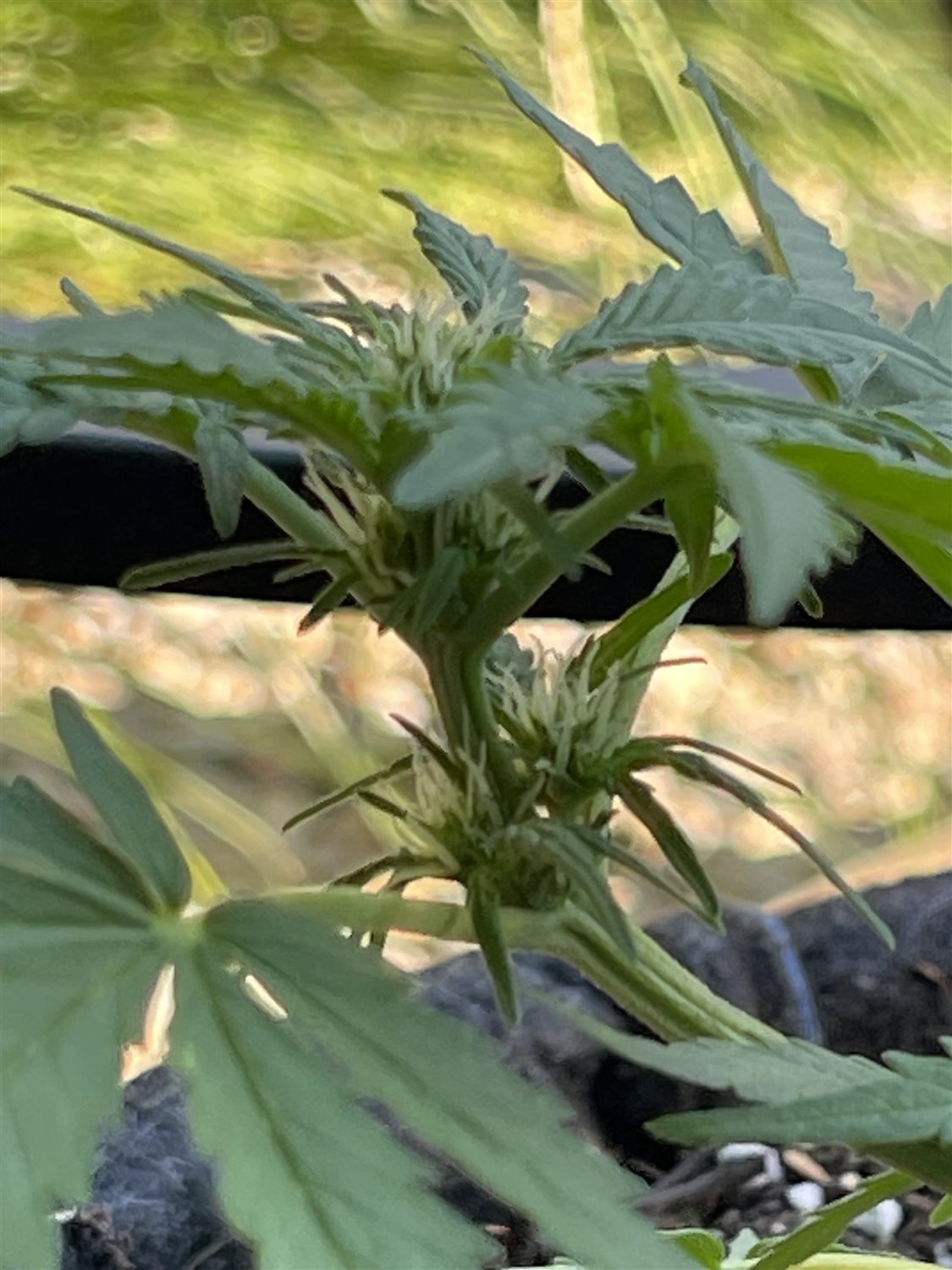Gorilla glue plant photo