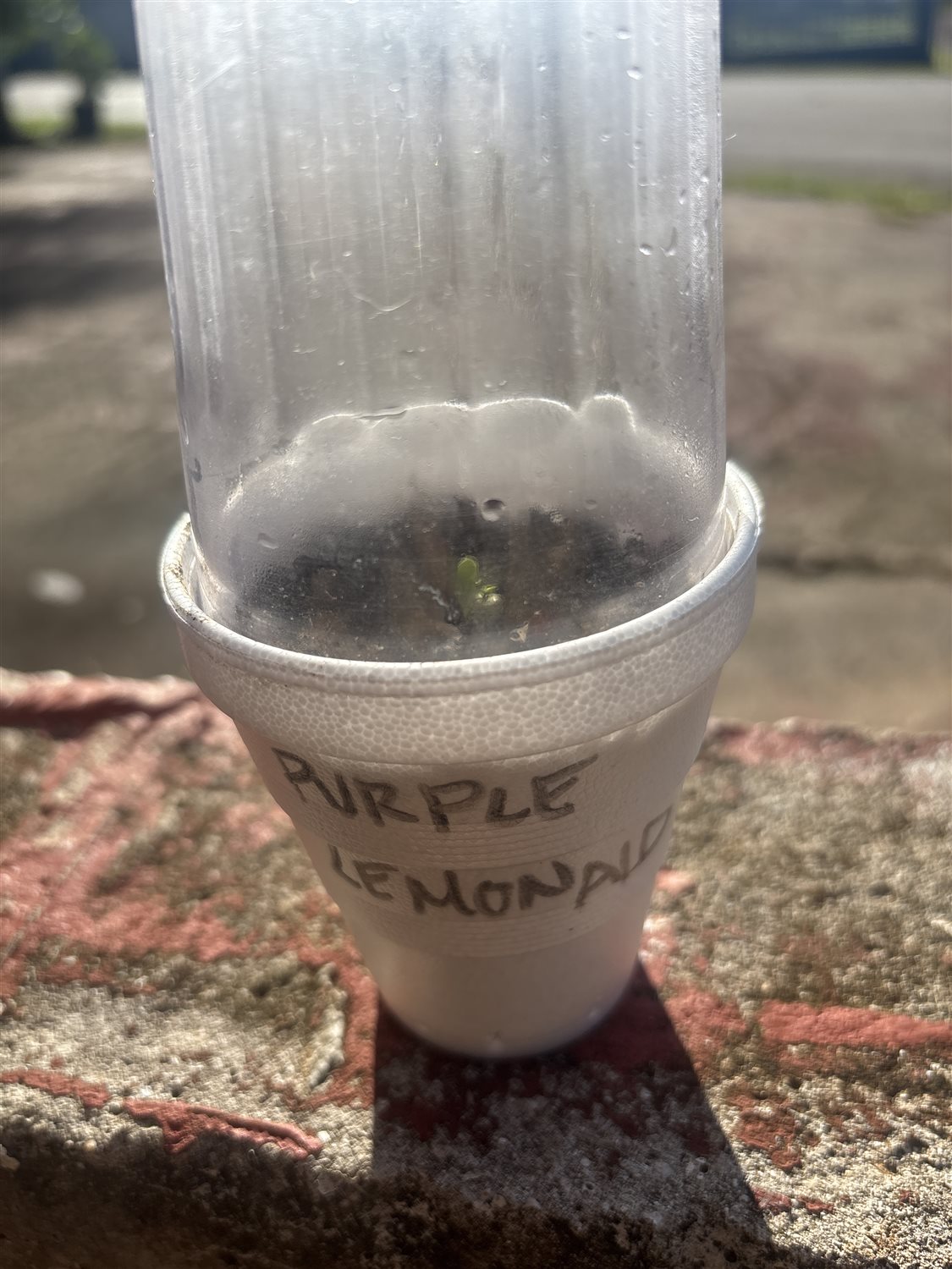 Purple Lemonade plant photo