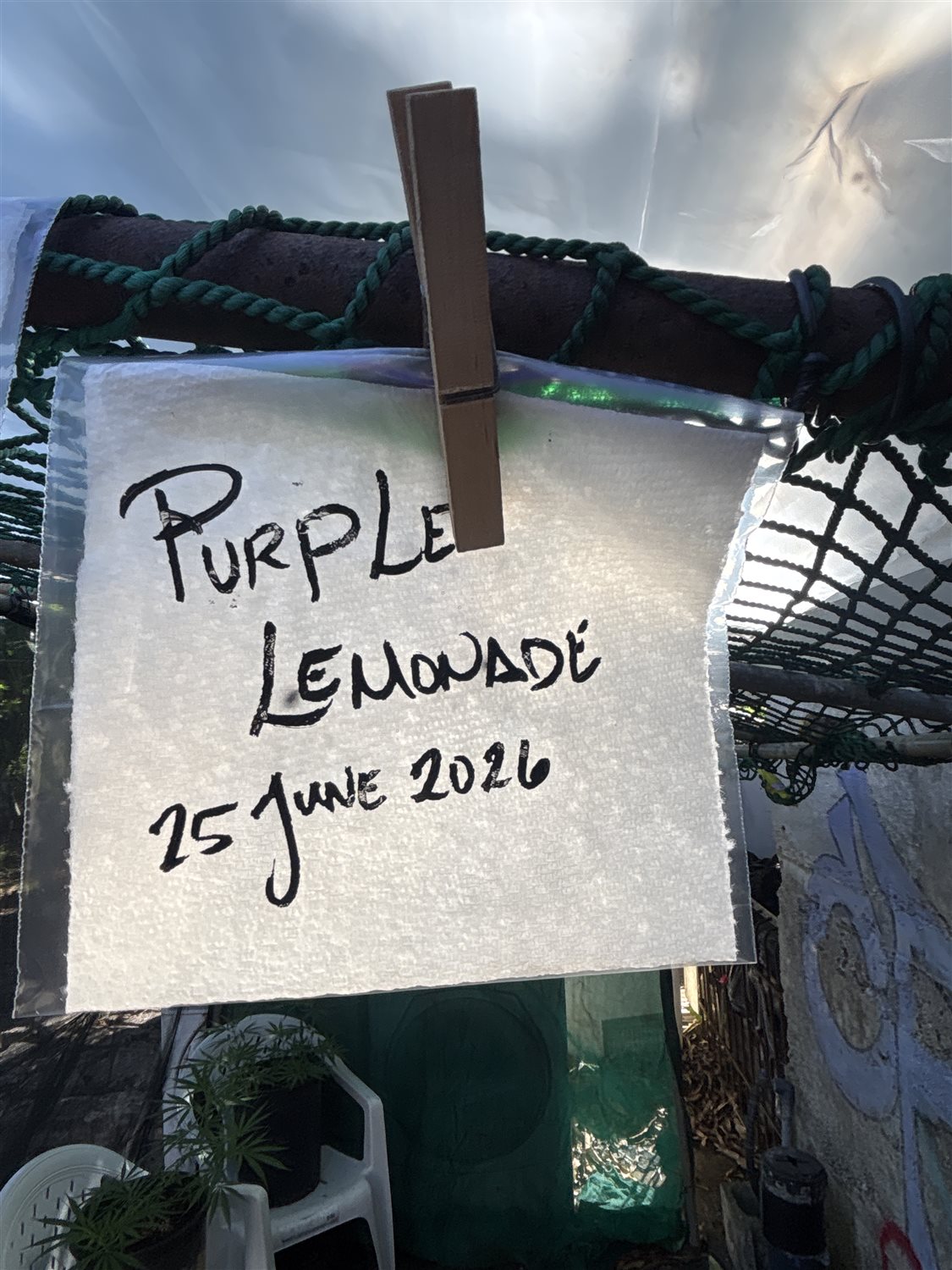 Purple Lemonade plant photo