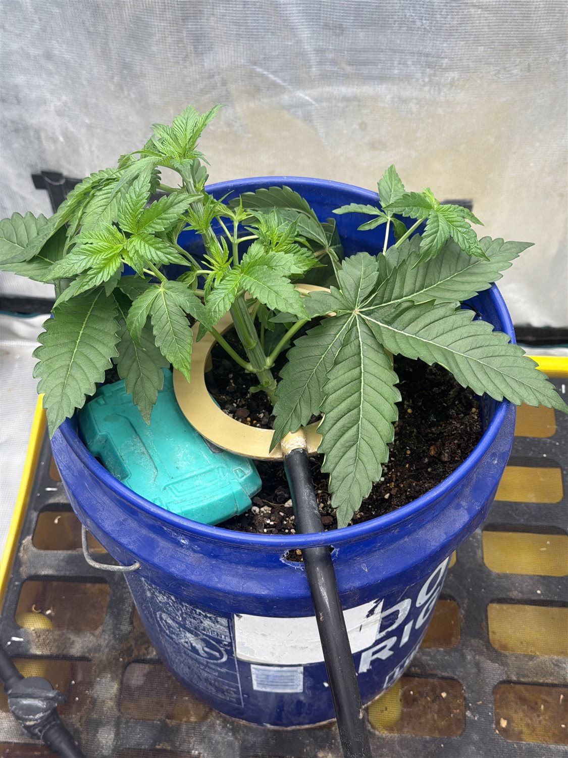 Banana OG plant photo