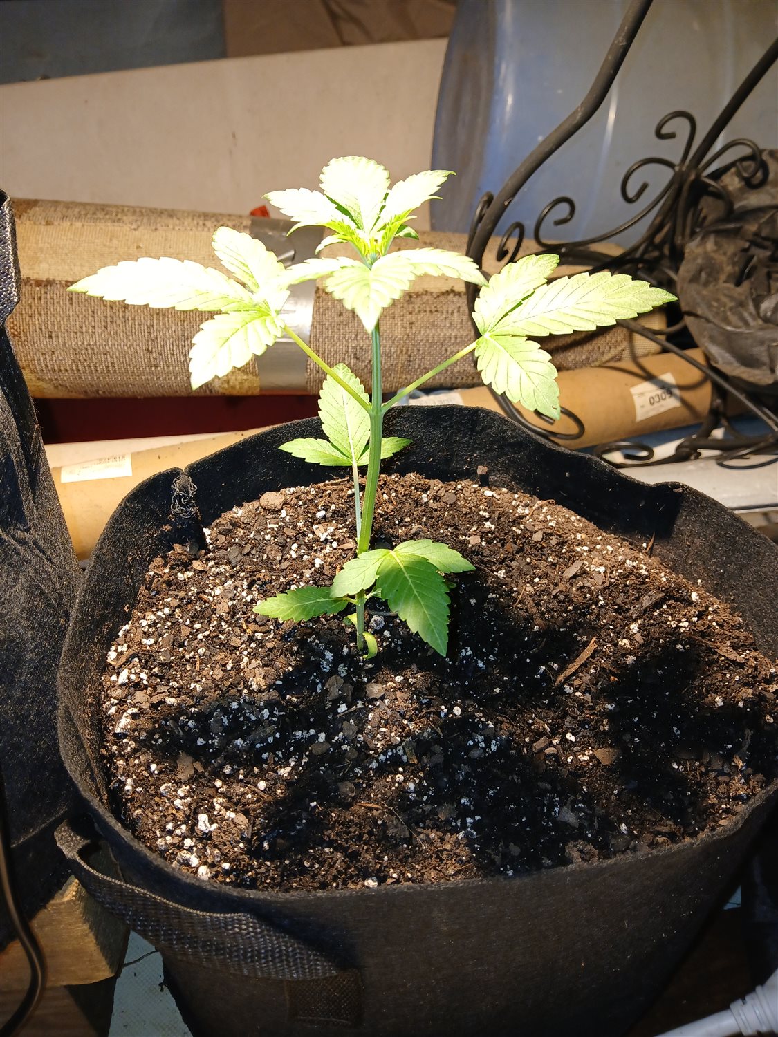 Mary plant photo