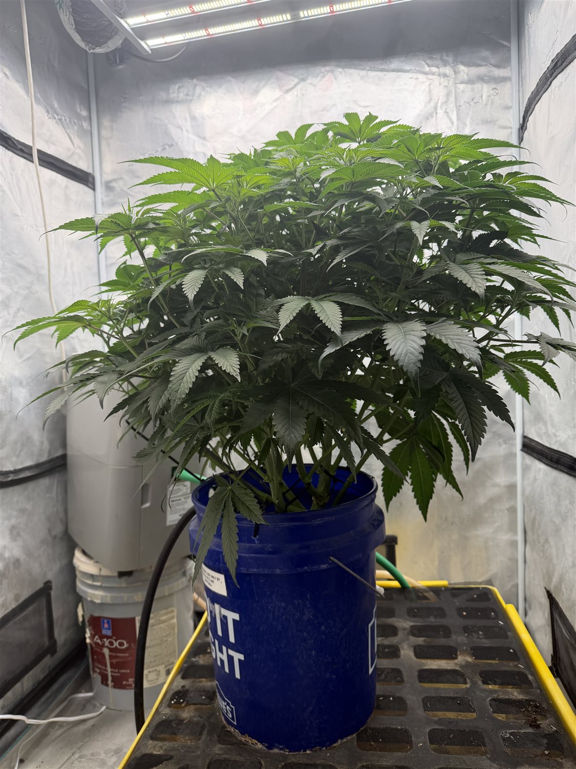 Banana OG plant photo