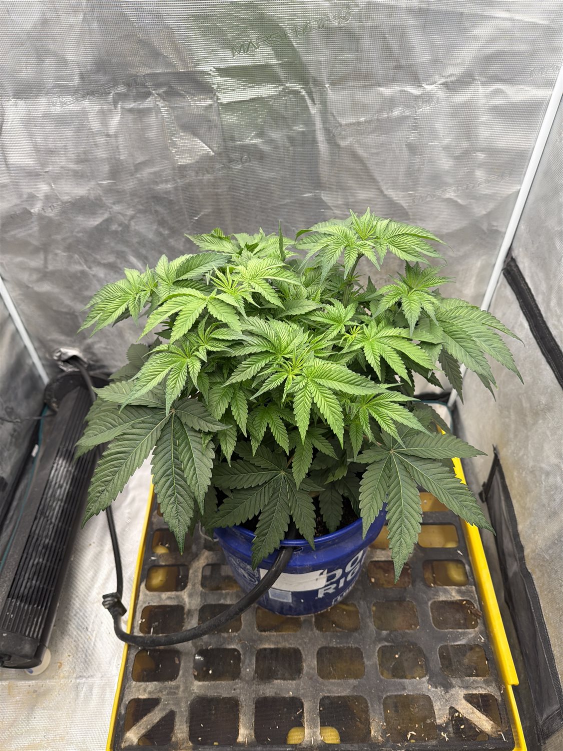 Banana OG plant photo