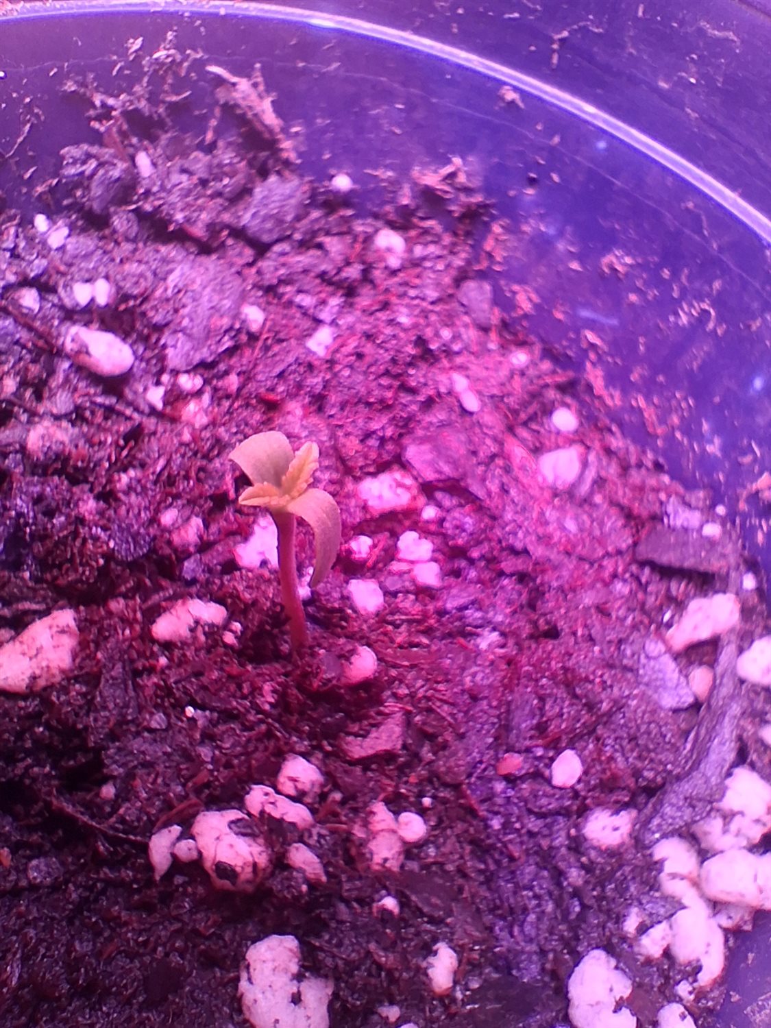 Gelato plant photo