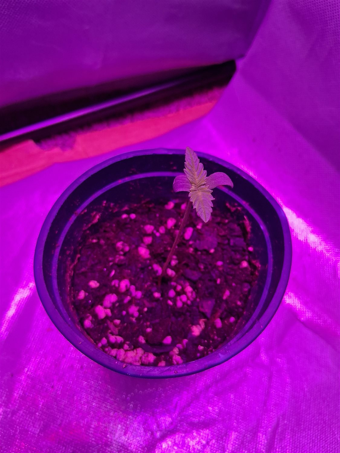 Gelato plant photo