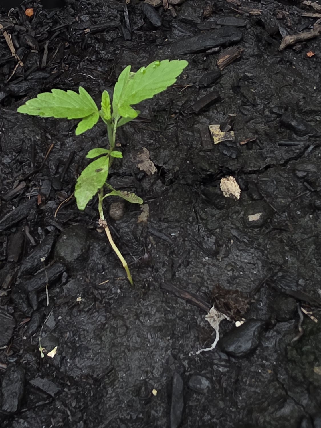 Wedding Cake plant photo