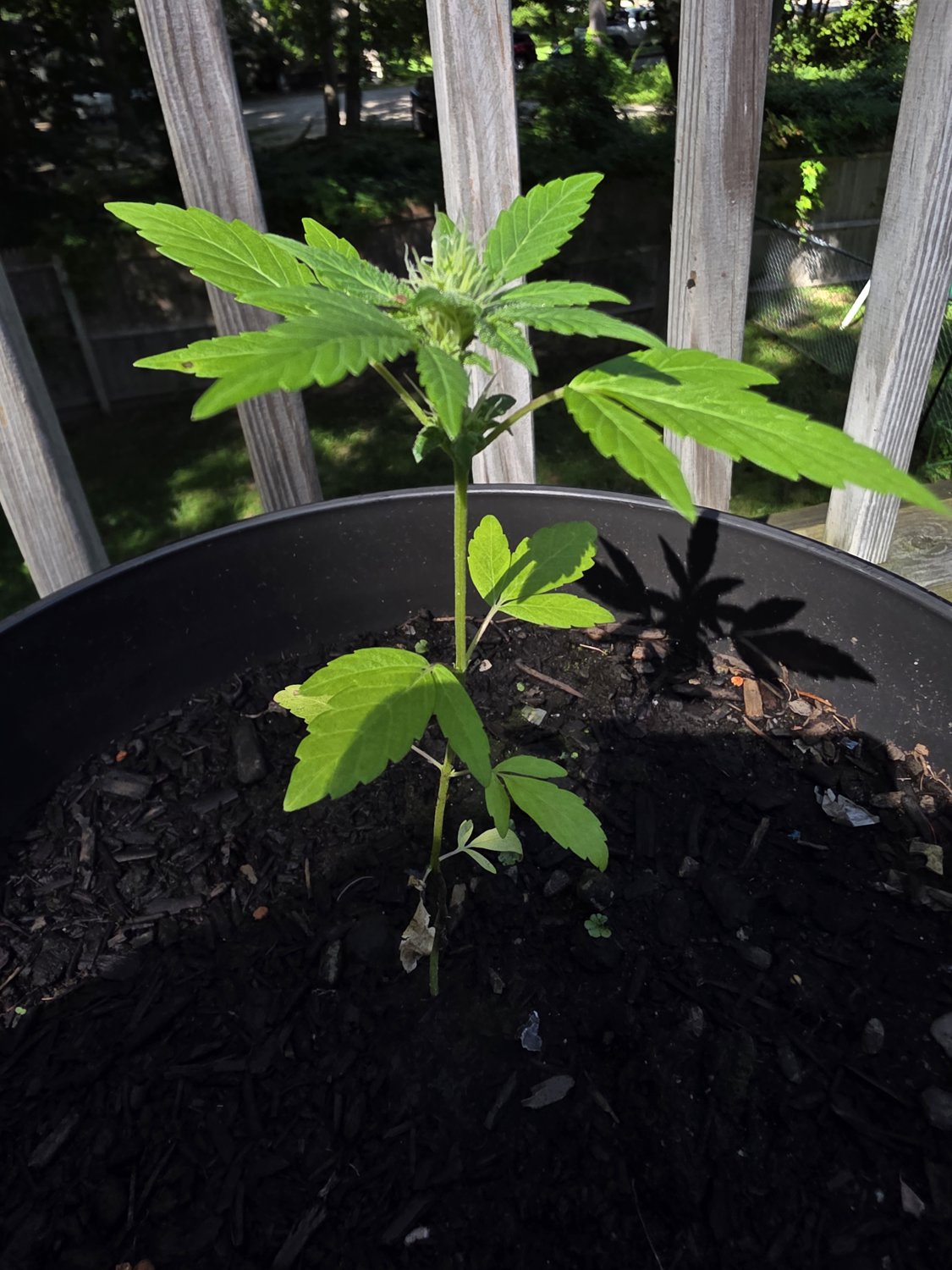 Wedding Cake plant photo