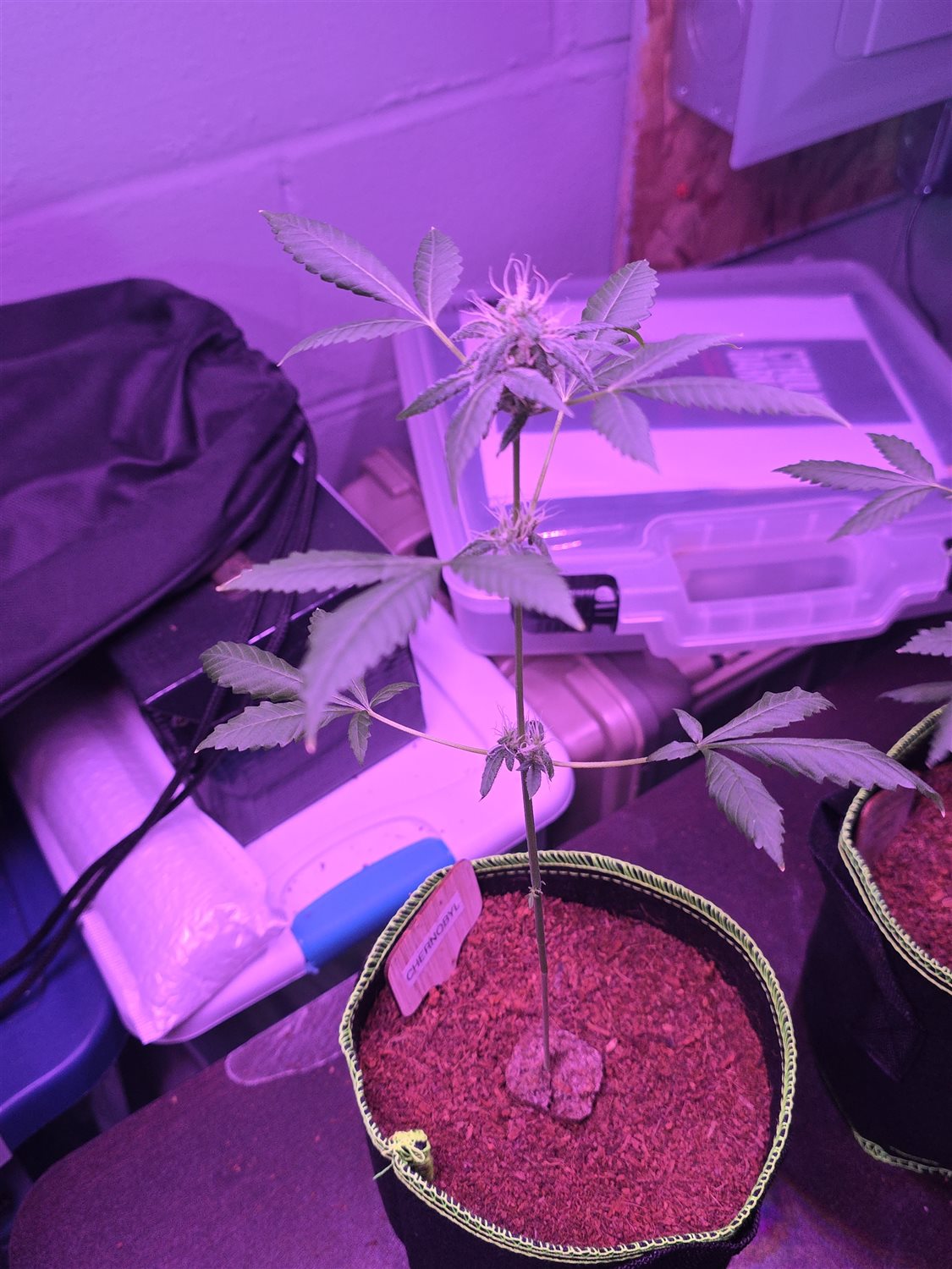 Chernobyl plant photo