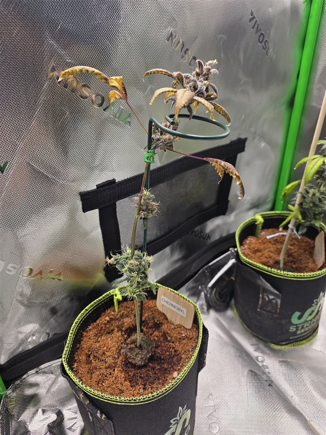 Chernobyl plant photo