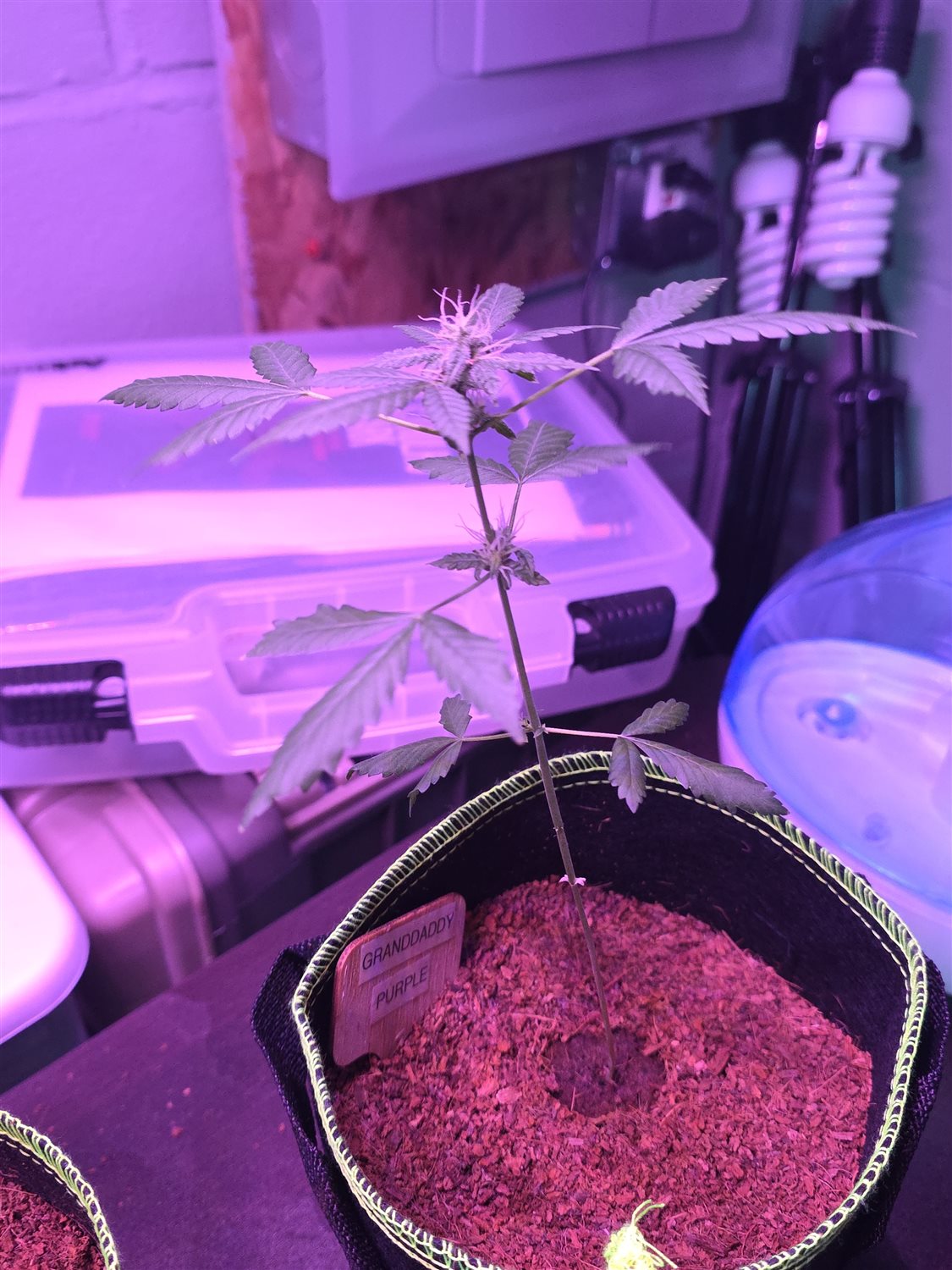 Grandaddy Purple plant photo