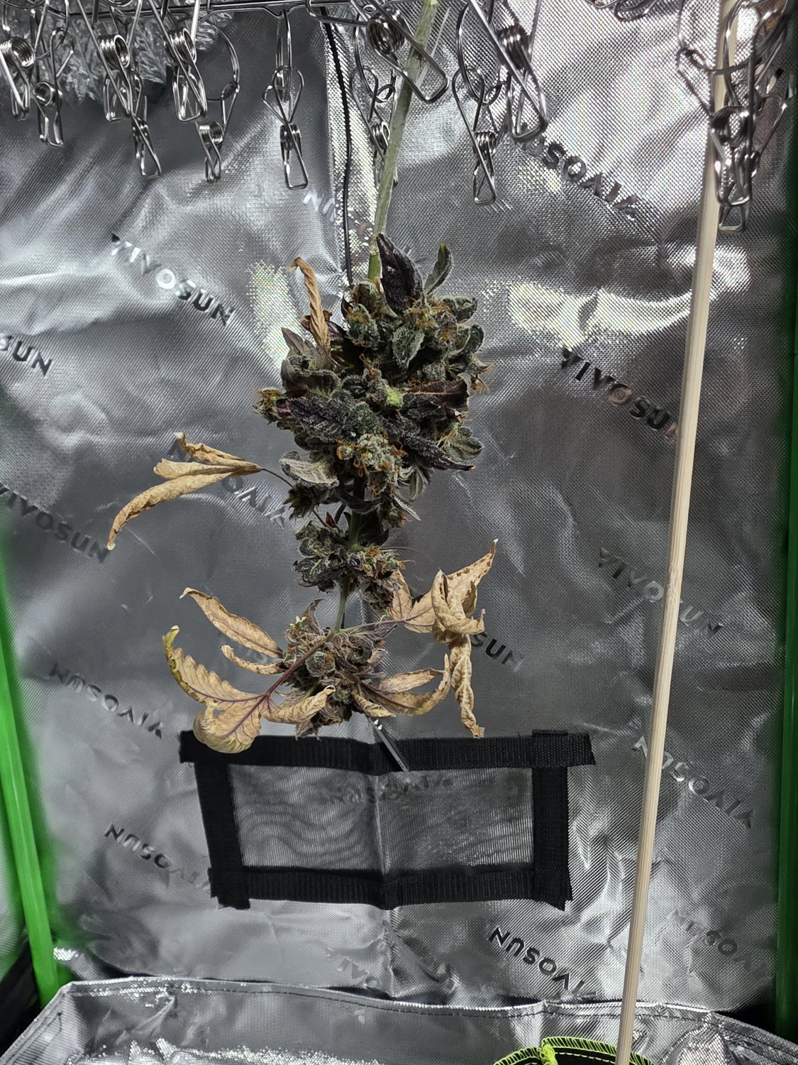 Grandaddy Purple plant photo