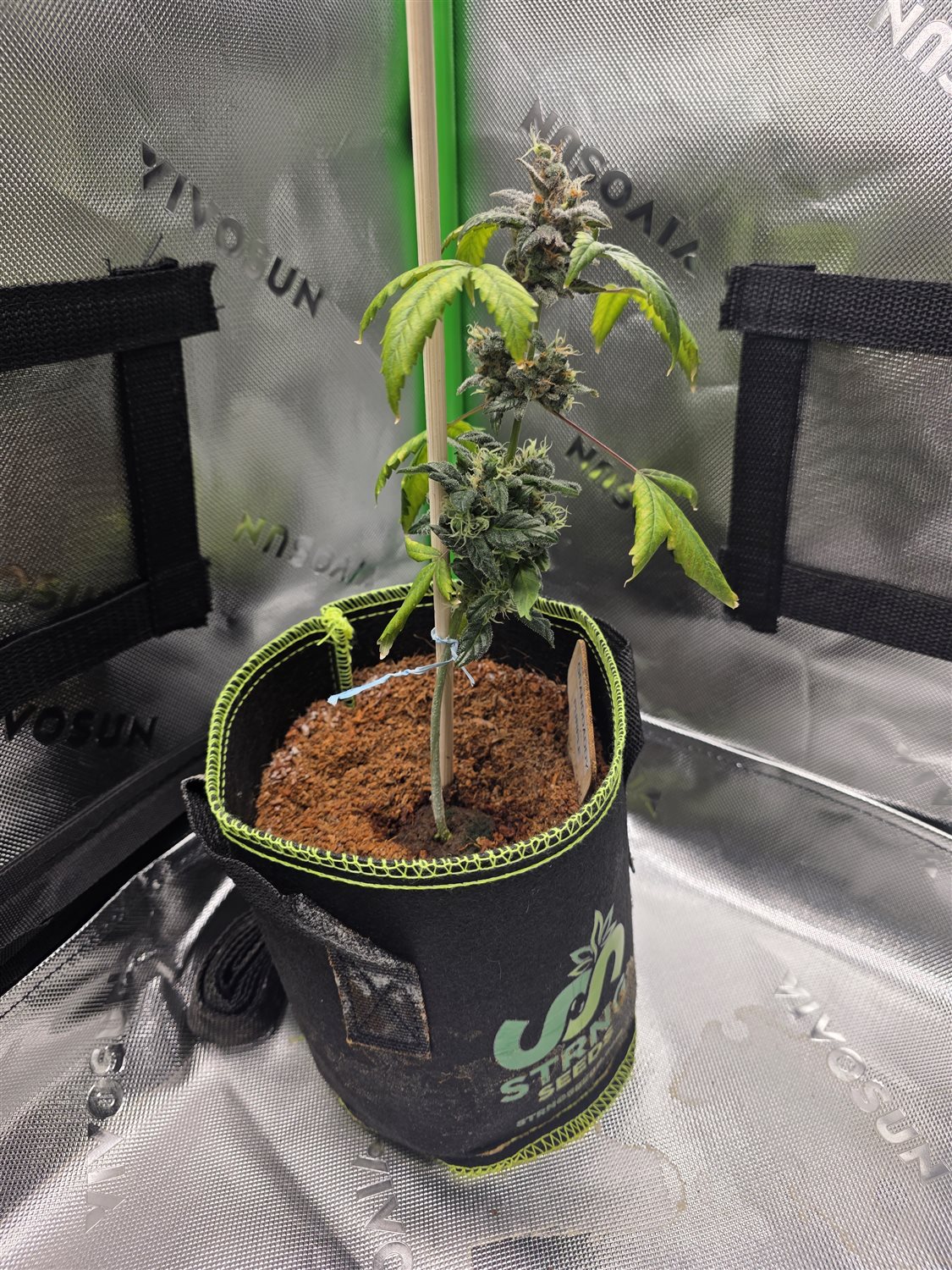 Grandaddy Purple plant photo