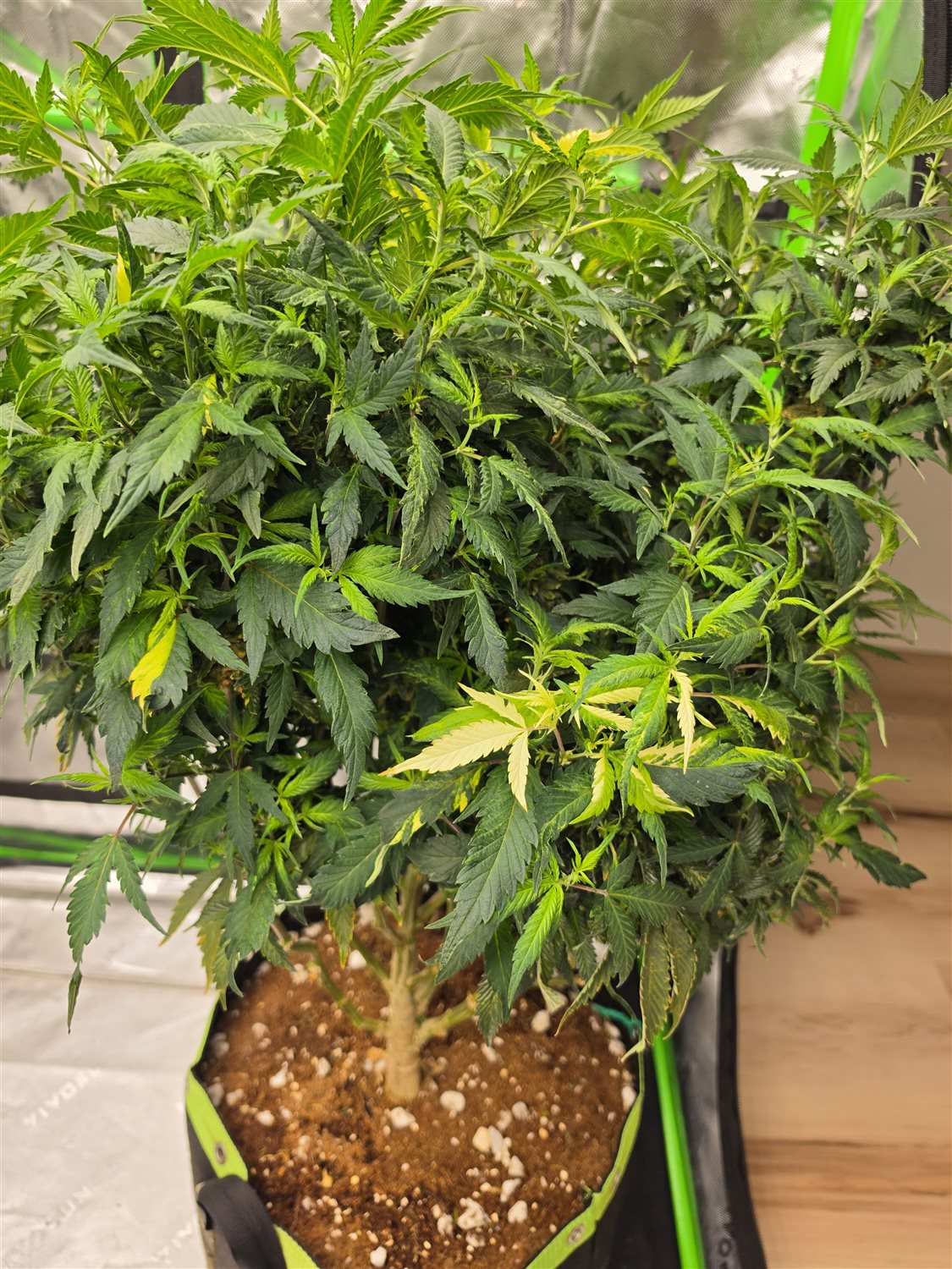 Marbled Milkshake  plant photo