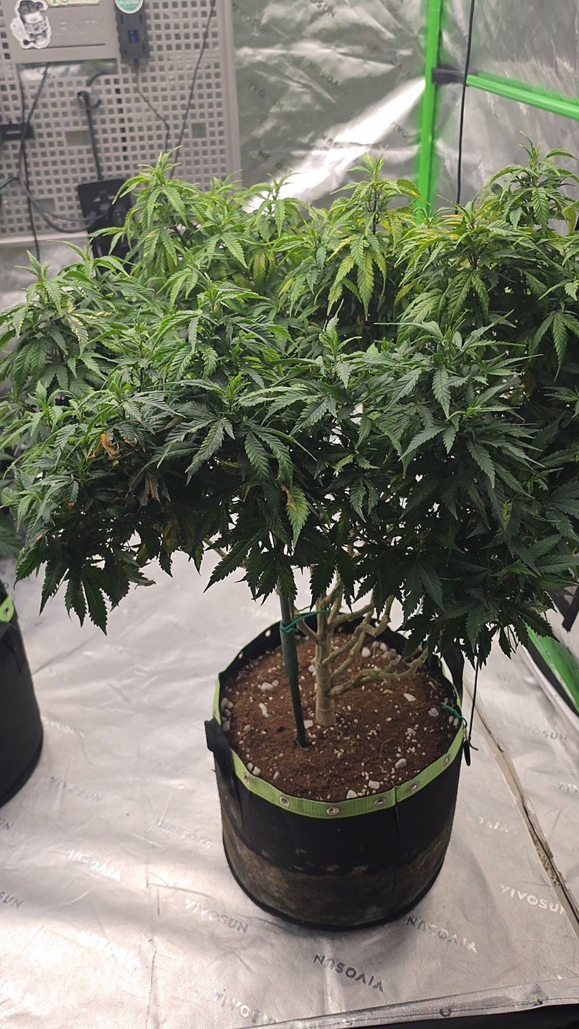 Marbled Milkshake  plant photo