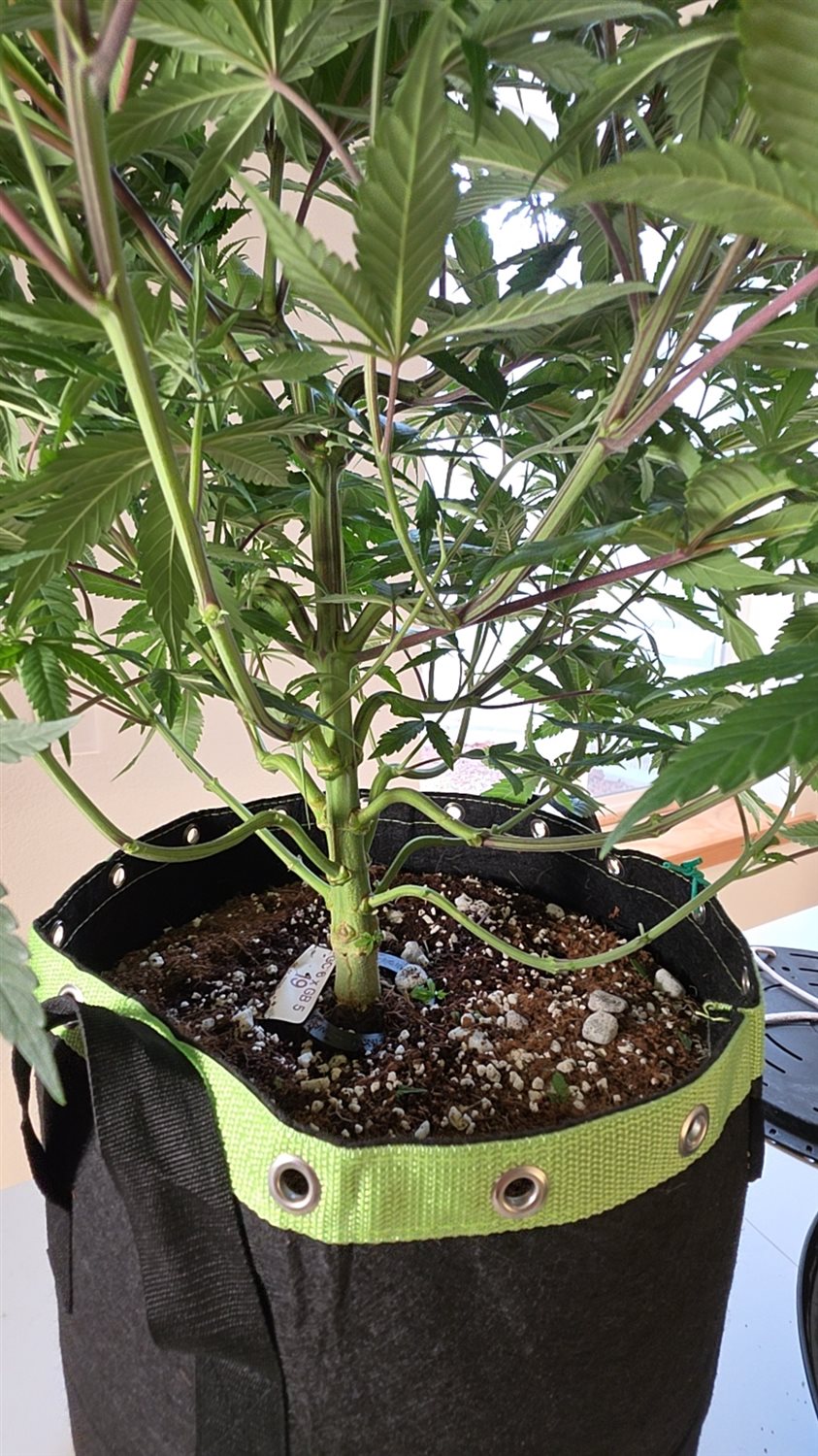 Swavory Candy plant image