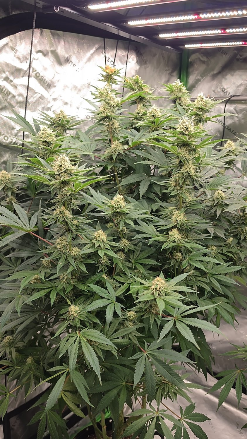GC x GB plant photo
