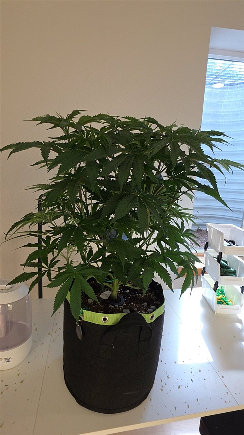 Swavory Candy plant photo