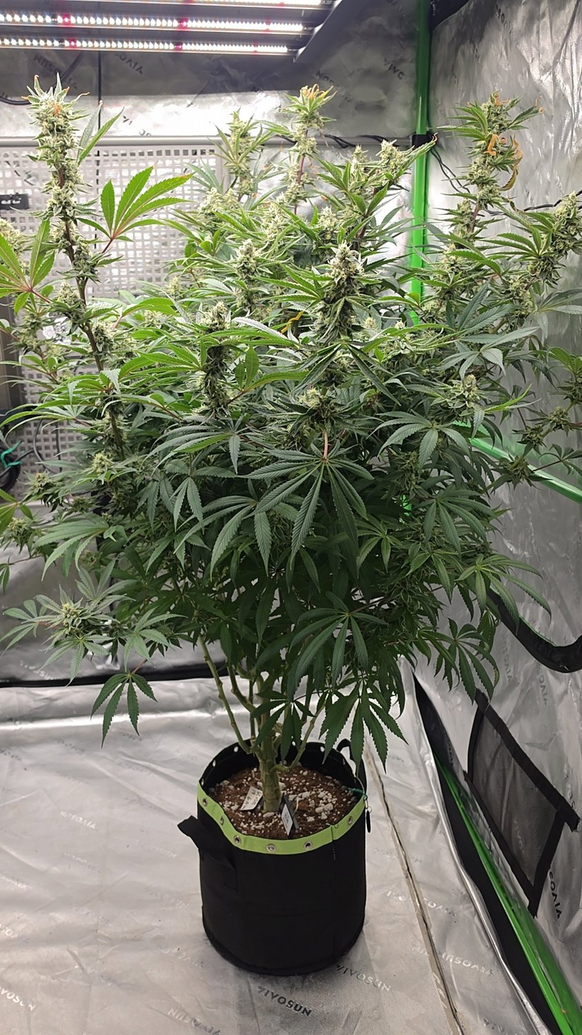 GC x GB plant photo