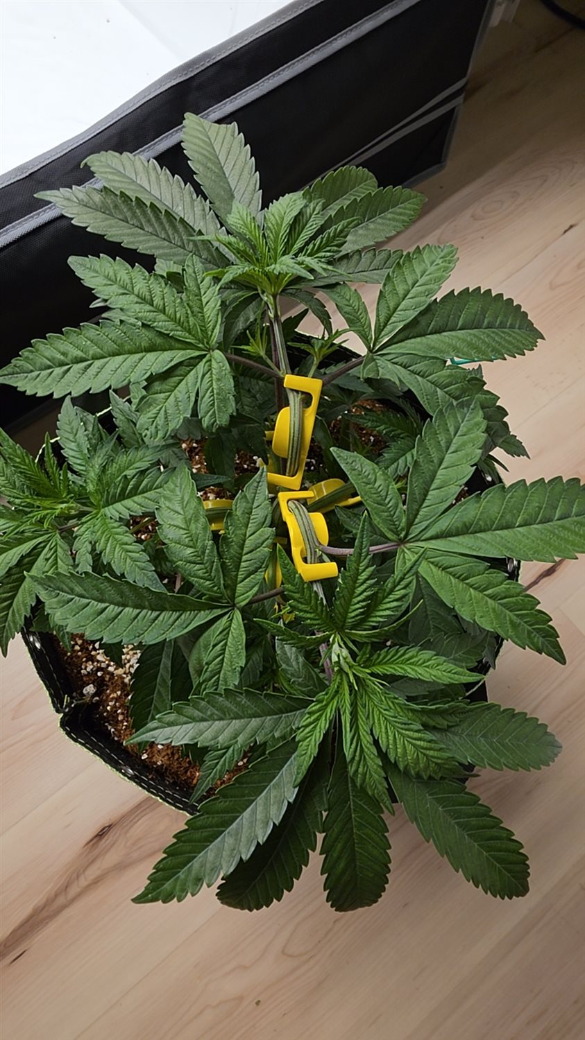 Swavory Candy plant photo