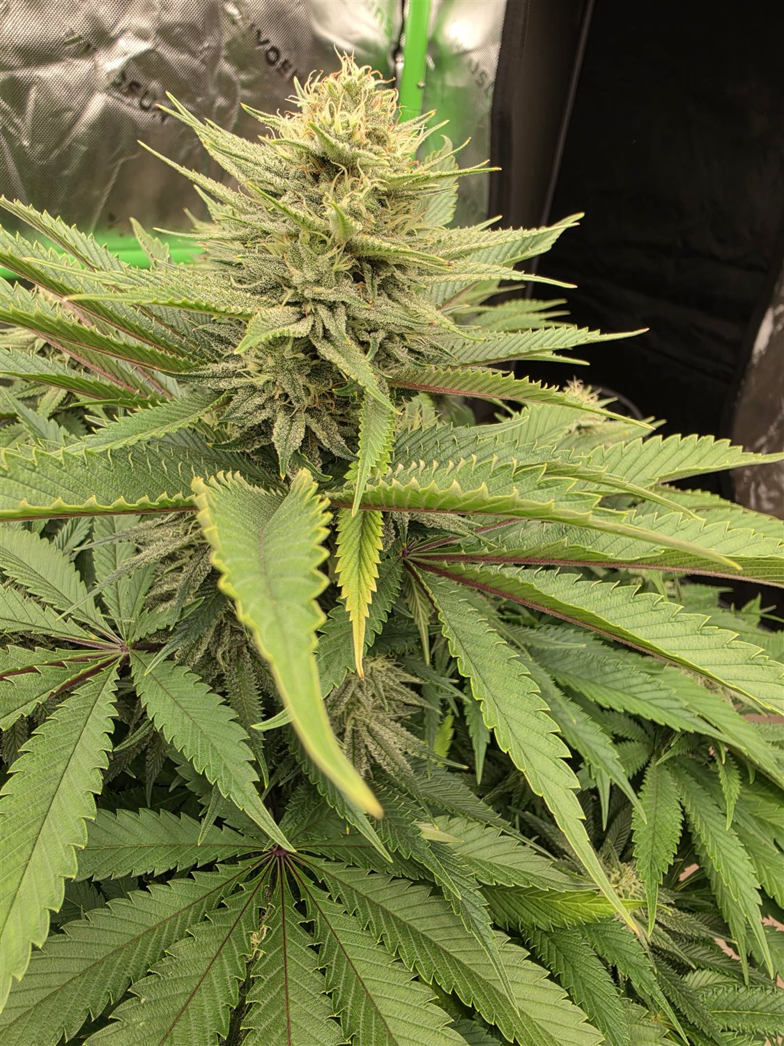 Marbled Candy plant photo