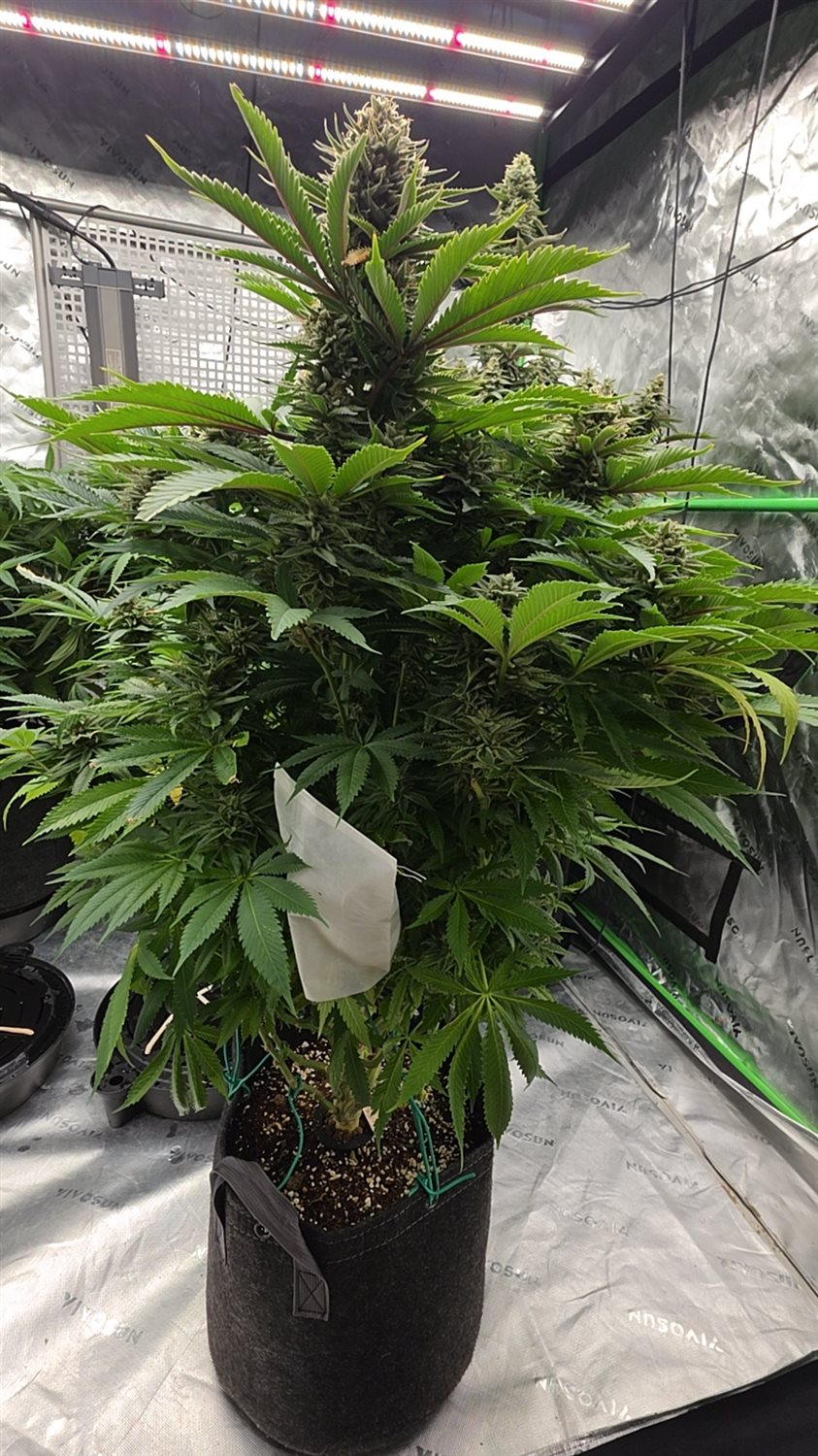 Marbled Candy plant image
