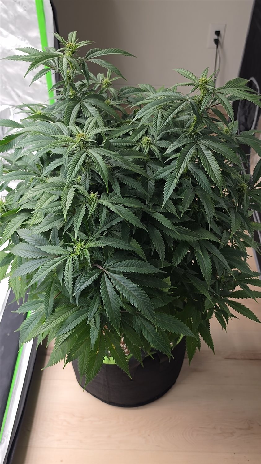 Marbled Candy plant photo