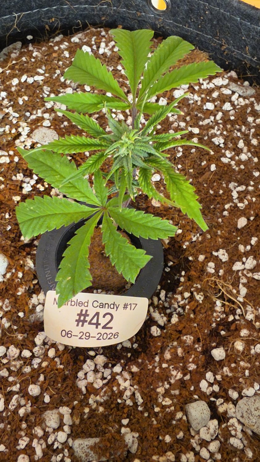 Marbled Candy plant photo