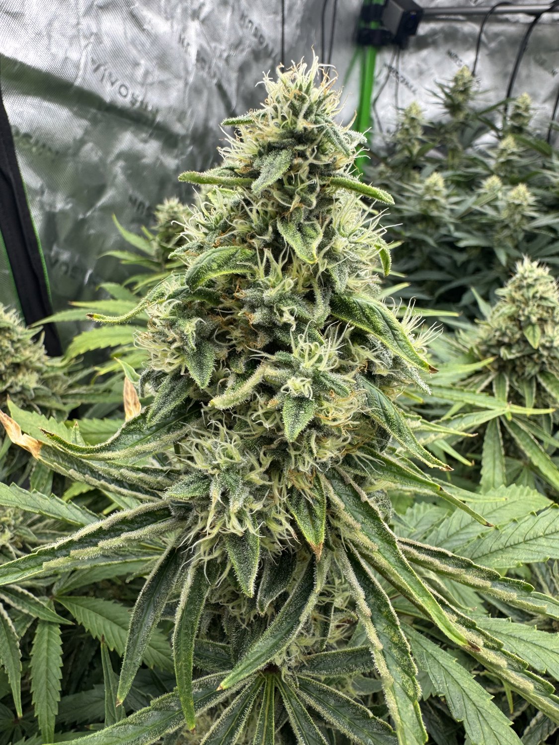 BAH x GB plant photo