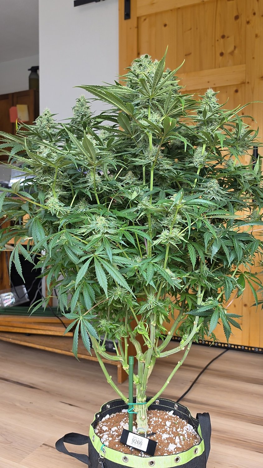 BAH x GB plant image